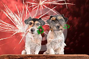 New Year`s Eve dog - fortune boats - Jack Russell Terrier