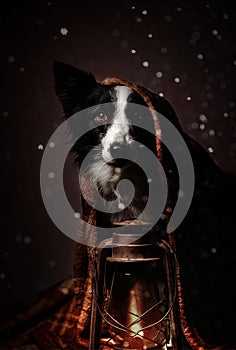 New Year`s fairy tale portrait of a border collie dog with a lamp in the snow