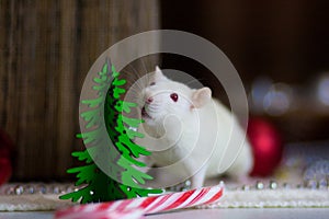 New Year`s mouse. White mouse. White rat. Mouse with a Christmas tree