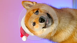 New Year's Portrait Shiba inu