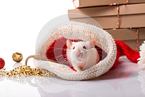New year`s poster for Chinese happy year of rat 2020. White rat with new year decorations  on white background with copy