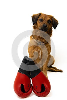 new year's resolution boxing, exercising Boxer dog with red gloves, white copy space