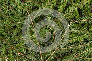 New Year theme, background from green spruce branches