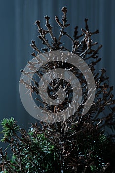New Year Tree / Christmas tree / Pineaple 2