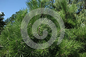 New year tree in the garden, green background, blue sky, nature fotos