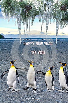 New Year Wish, Four Singing Penguins Wishing Happy New Year. Concept of Beeing Together Brings Happiness