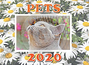 2020 new year years calendar calendars pets pedigree animals planner