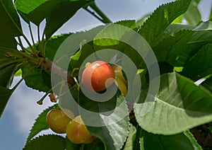 Close Up photo of ripe yellow red cherries