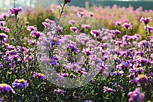 New York aster Gayborder Supreme