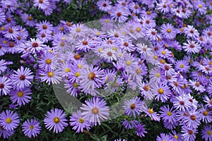 New York aster with lots of violet flowers