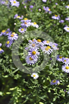 New York aster Professor Kippenberg