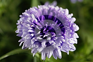 New York Aster Symphyotrichum novi-belgii