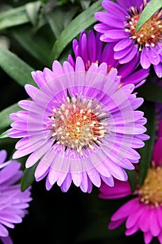 New York aster Symphyotrichum novi-belgii