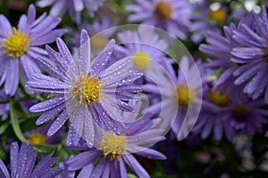 New York Aster Symphyotrichum Novi Belgii