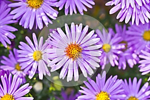 New York asters