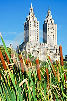 New York, Central Park: ears of wheat in Central Park and view of the San Remo Building