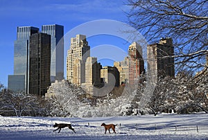 New York Central Park after snow