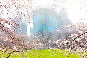 New York through cherry tree flowers at springtime