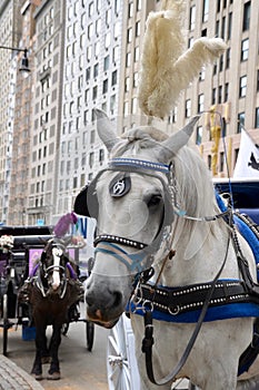 New York City Carriage Horse