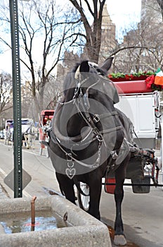 New York City Carriage Horse