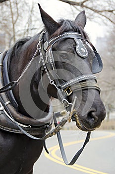 New York City Carriage Horse