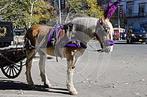 New York City Carriage Horse