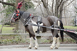 New York City Carriage Horse