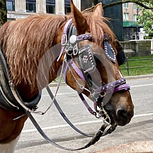 New York City Carriage Horse