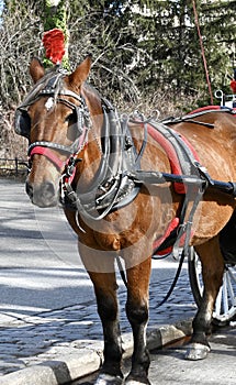 New York City Carriage Horse