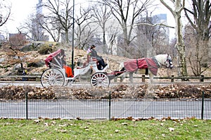 New York City Carriage Horse