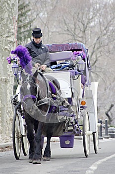 New York City Carriage Horse