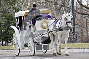 New York City Carriage Horse