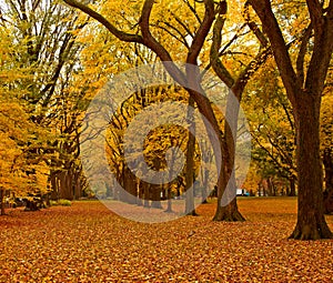 New York City Central Park alley in the Fall.