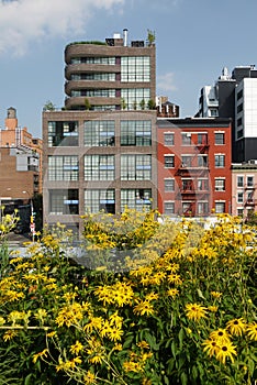 New York City: Highline urban park yellow flowers