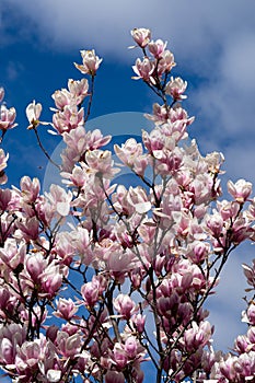 New York City spring time, blossom pink magnolia, white sakura cherry blossom. photo