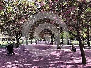 Brooklyn Botanic Garden, NYC