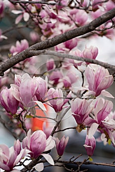 New York City Roosevelt island with pink magnolia and with sakura cherry blossom in New York City