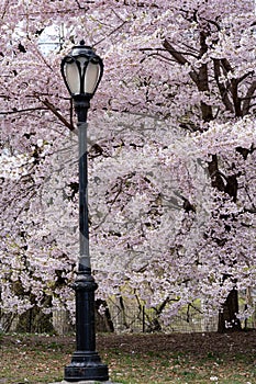 New York City spring time, blossom daffodils pink magnolia, white sakura cherry blossom.