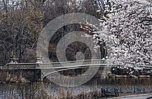 New York City spring time, blossom daffodils pink magnolia, white sakura cherry blossom.