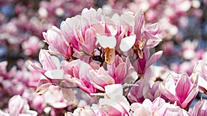 New York City spring time, blossom pink magnolia, white sakura cherry blossom.