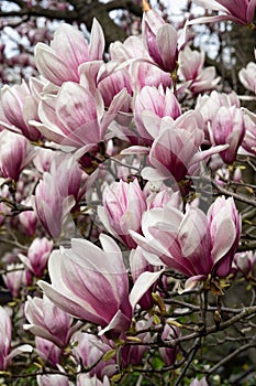 New York City spring time, blossom pink magnolia, white sakura cherry blossom.