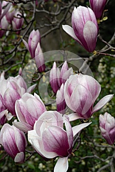 New York City spring time, blossom pink magnolia, white sakura cherry blossom.