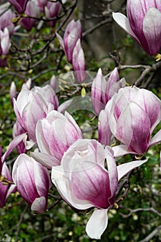 New York City spring time, blossom pink magnolia, white sakura cherry blossom.