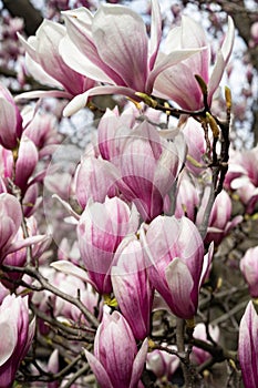 New York City spring time, blossom pink magnolia, white sakura cherry blossom.