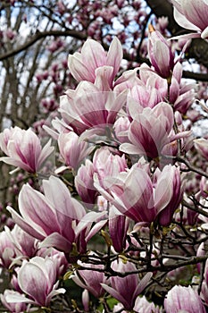 New York City spring time, blossom pink magnolia, white sakura cherry blossom.