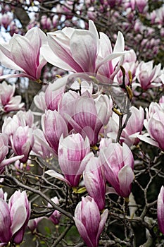 New York City spring time, blossom pink magnolia, white sakura cherry blossom.