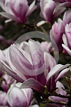 New York City spring time, blossom pink magnolia, white sakura cherry blossom.