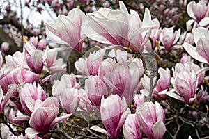 New York City spring time, blossom pink magnolia, white sakura cherry blossom.