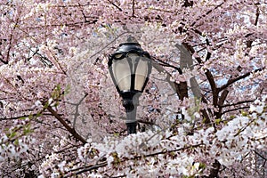 New York City spring time, blossom pink magnolia, white sakura cherry blossom.