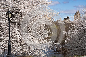 New York City spring time, blossom pink magnolia, white sakura cherry blossom.